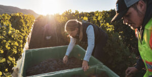 Harvesting grapes at Napa winery